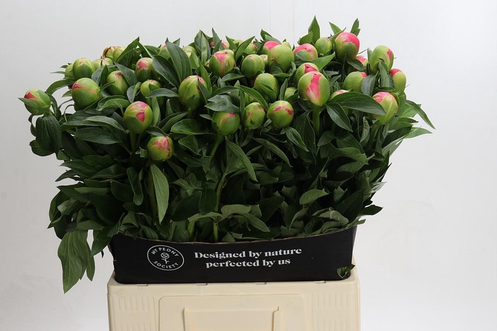 <h4>Paeonia Pink Hawaiian Coral</h4>