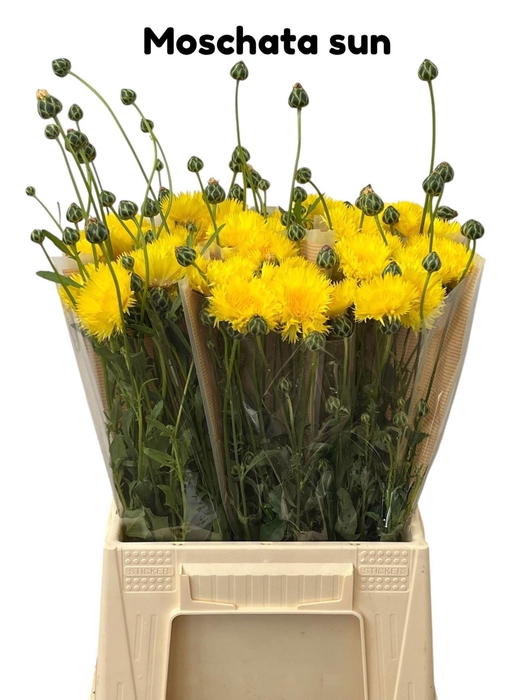 <h4>CENTAUREA OVERIG</h4>