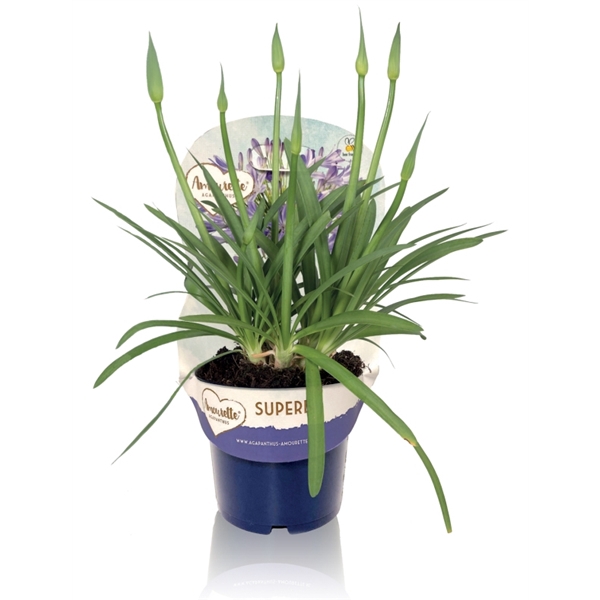 <h4>Agapanthus Amourette Superb Blue met potcover, 6+ tak</h4>