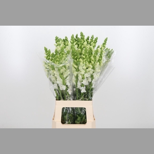 Antirrhinum - Po Early White