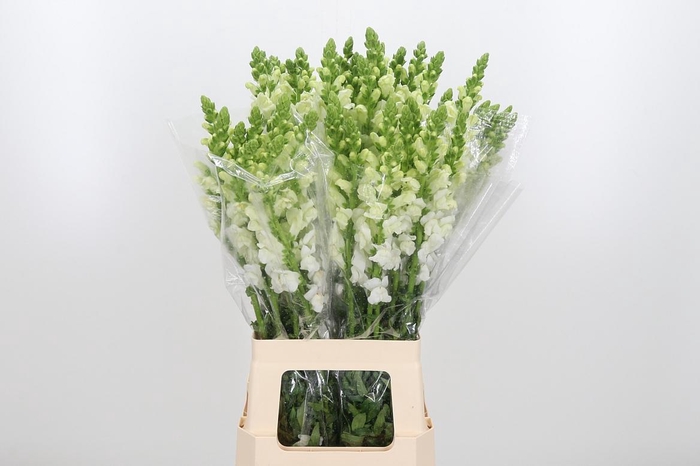 <h4>Antirrhinum - Po Early White</h4>