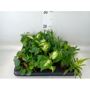 Planten Groen   ...mix  5