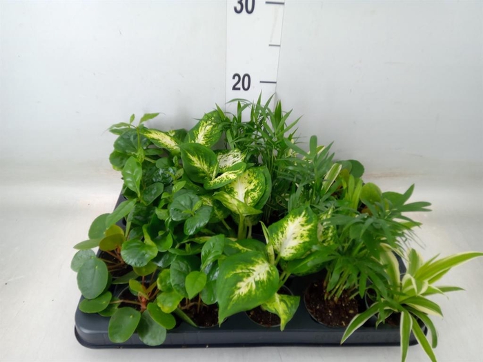 <h4>Planten Groen ...mix 5</h4>