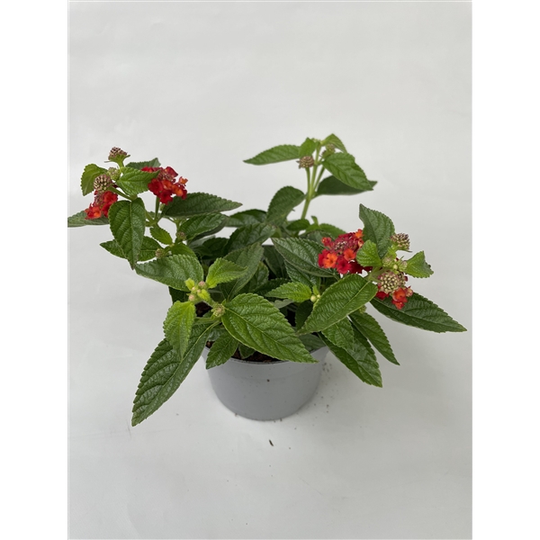 <h4>Lantana cam. Oranje p10,5</h4>