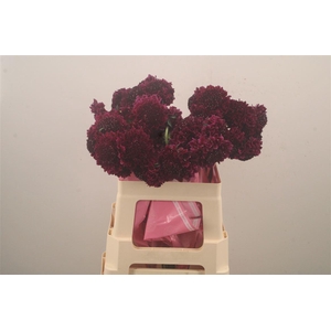 Scabiosa Scoop Merlot