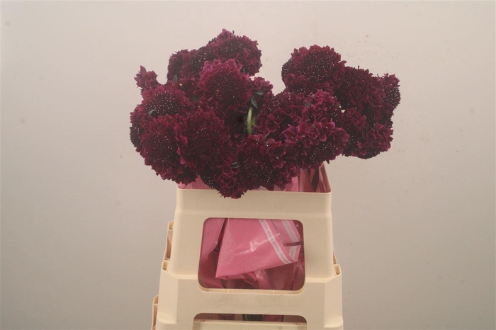 <h4>Scabiosa Scoop Merlot</h4>
