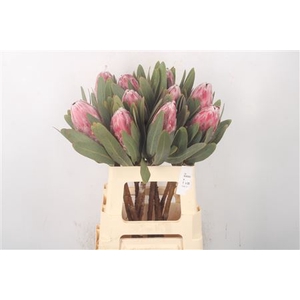 Protea Pink Lady