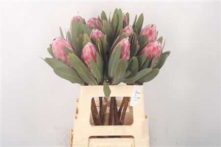 <h4>Protea Pink Lady</h4>
