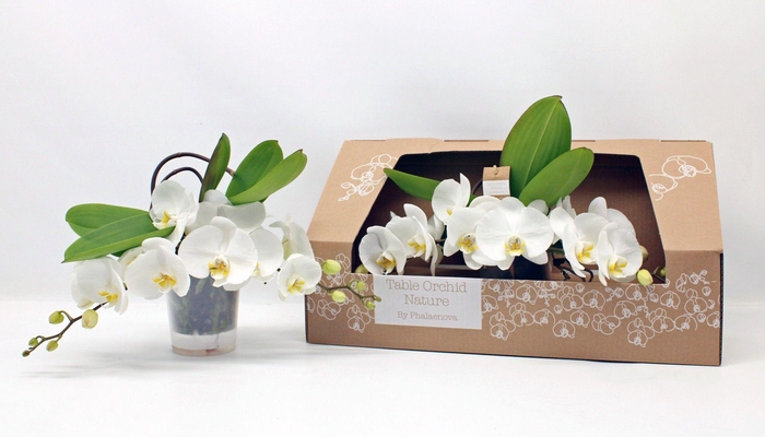 <h4>Table Orchid RIJP WIT</h4>