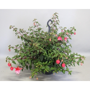 Hangpotten 23 cm Fuchsia El Camino