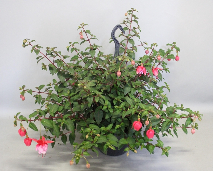 <h4>Hangpotten 23 cm Fuchsia El Camino</h4>