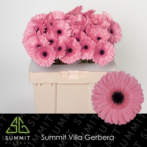Gerbera Pre-Intenzz Water