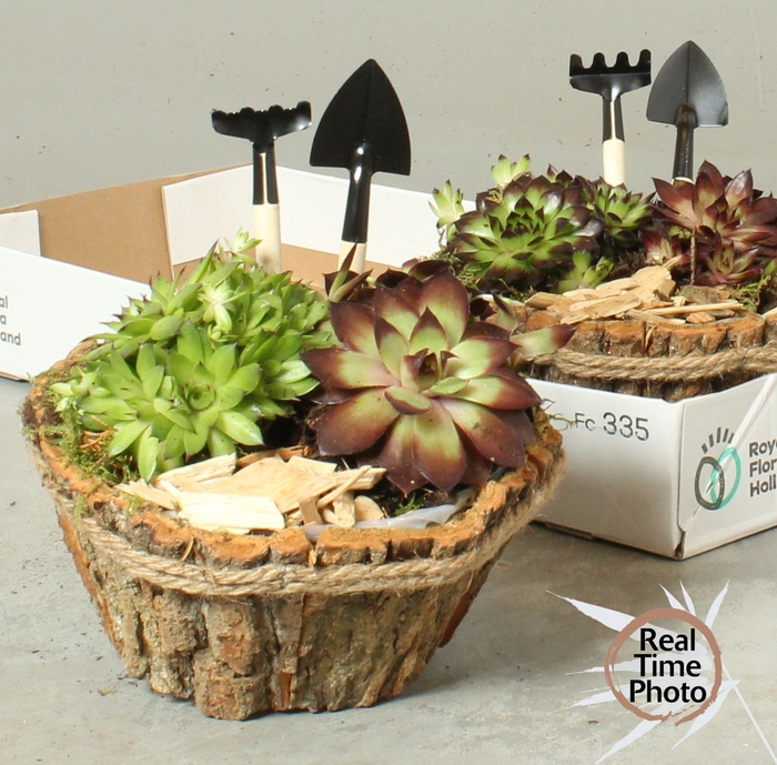 <h4>ARR SEMPERVIVUM</h4>