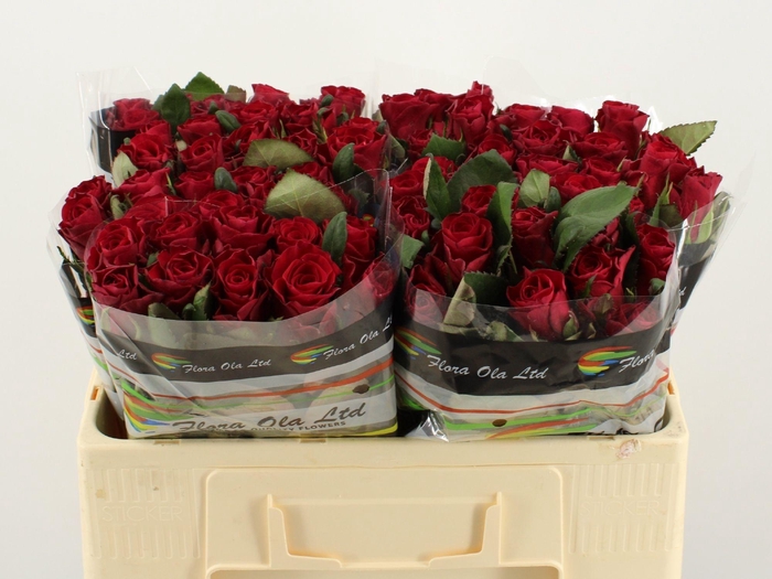 <h4>R Gr Red Tacazzi+</h4>