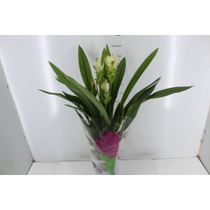 CURCUMA SIAM SOLAR P15