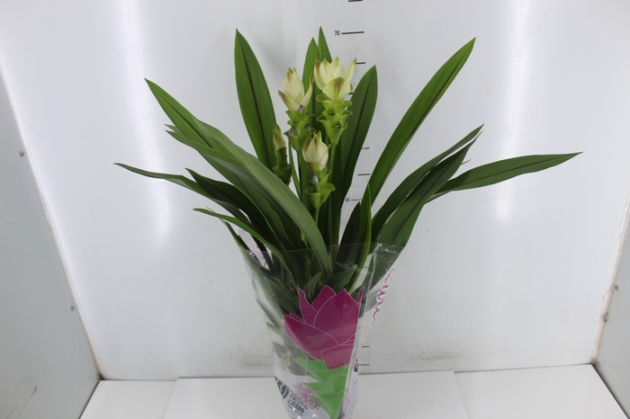 CURCUMA SIAM SOLAR P15