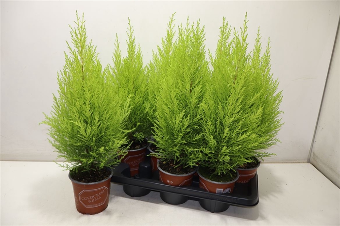 <h4>Cupr Ma Goldc Wilma</h4>