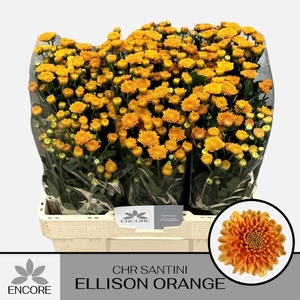 CHR S ELLISON ORANGE