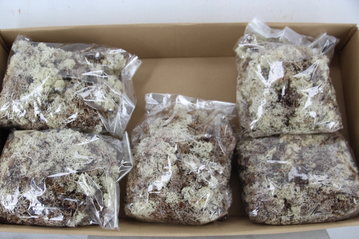 <h4>Moss Icelandic 500gr Natural</h4>