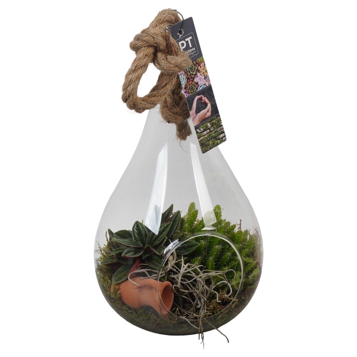 <h4>PTGIG2125 Arrangement Greens in glass in glazen druppelvorm</h4>