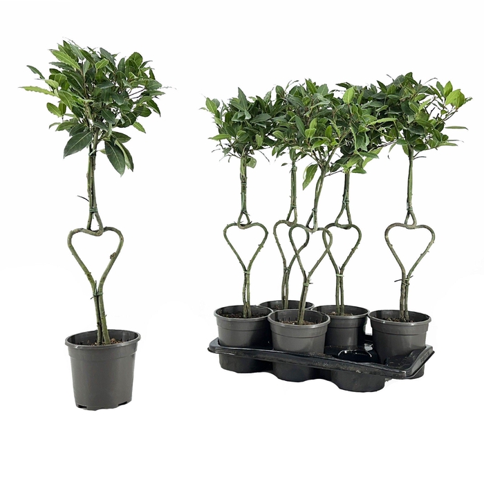 <h4>Laurus nobilis Hartvormige stam</h4>