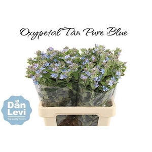 OXY CO TAN PURE BLU