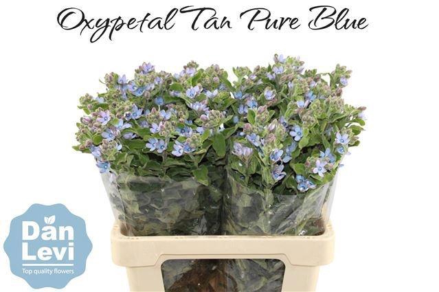 <h4>Oxy Co Tan Pure Blu</h4>