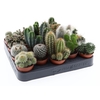 Cactus gemengd mini CA5001