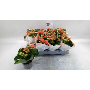 Kalanchoe   ...mini