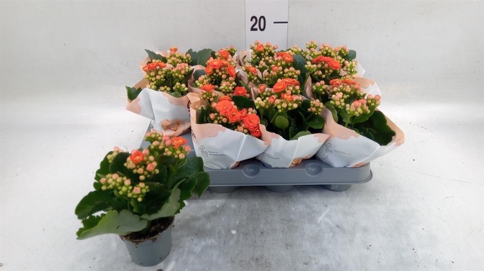 <h4>Kalanchoe   ...mini</h4>