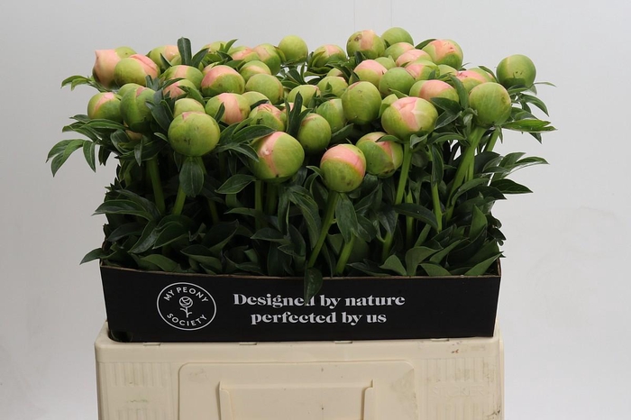 <h4>Paeonia Kingsday</h4>