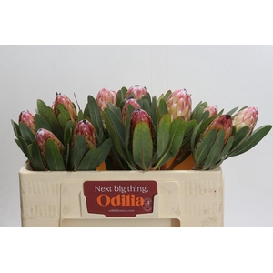 Protea Susara