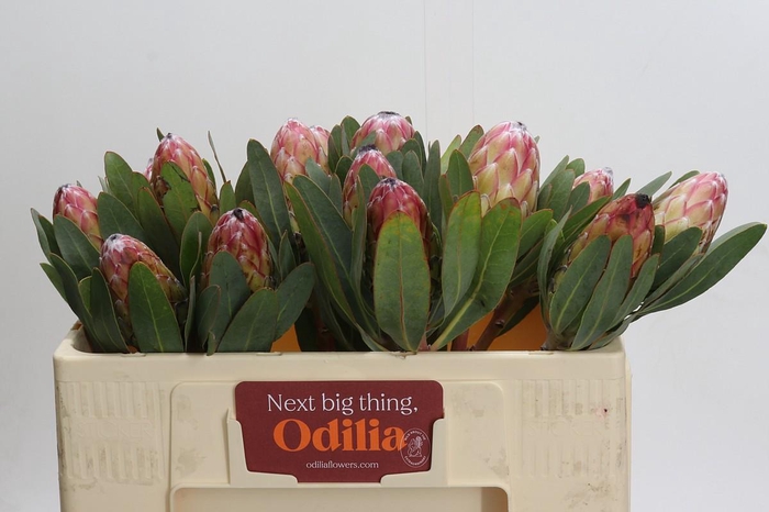 <h4>Protea Susara</h4>