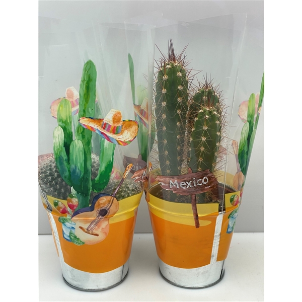<h4>2235 Cactus zink mexicohoes 8,5 cm</h4>