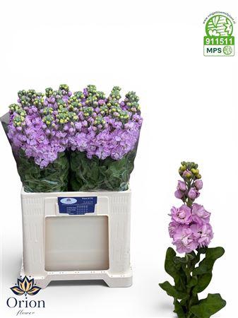 <h4>MATTH MATHILDA PINK</h4>