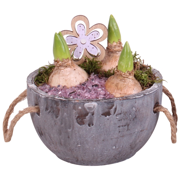 <h4>Bulbs Arr. Hyacint Ceramic Pot with Rope Ø16cm</h4>