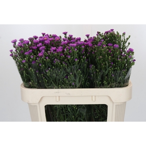 Aster Casarosa