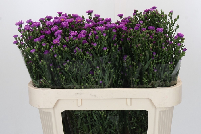 <h4>Aster Casarosa</h4>