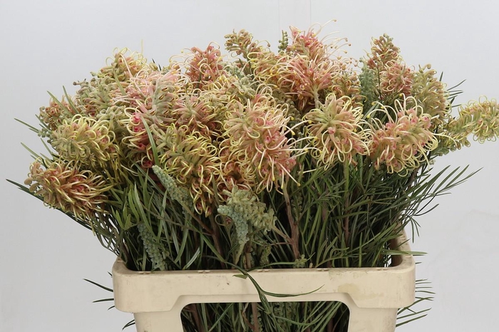 <h4>Grevillea Cal Gem</h4>