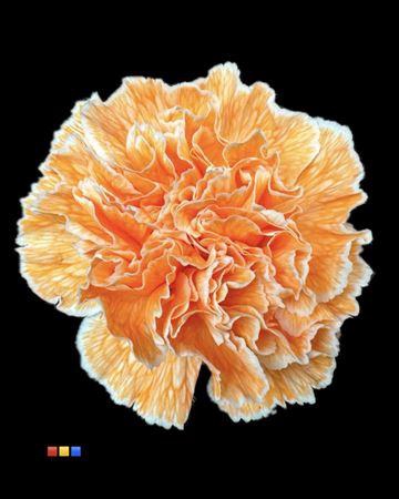 <h4>Dianthus St Salmon</h4>