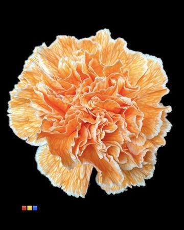 <h4>Dianthus St Salmon</h4>