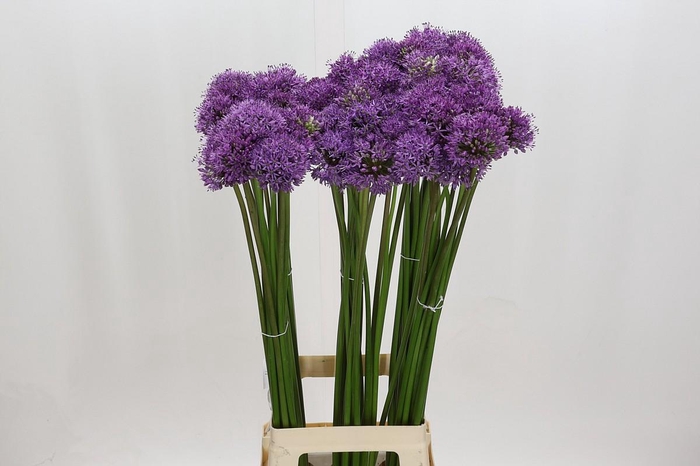 <h4>Allium Gladiator</h4>