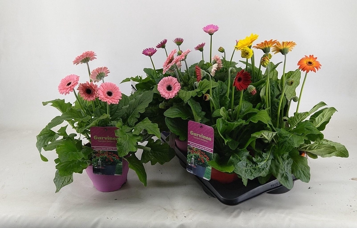 <h4>GERB GARVIN GEM</h4>