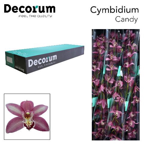 <h4>Cymbidium Candy</h4>