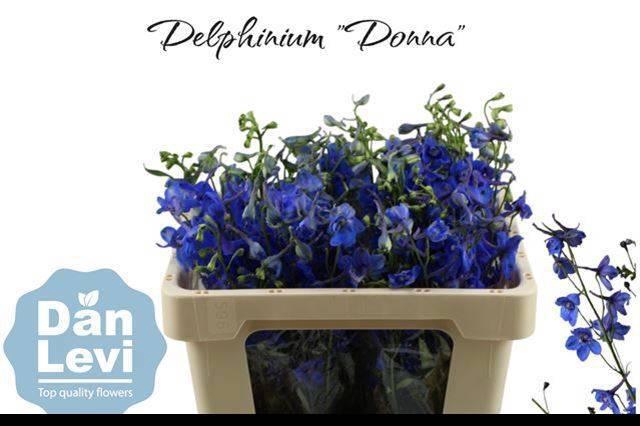 <h4>DELPH EN DONNA</h4>