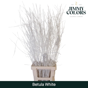 Betula L120 White