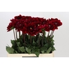 Dahlia Red Runner