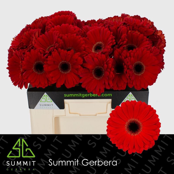 <h4>Gerbera Centurion Water</h4>