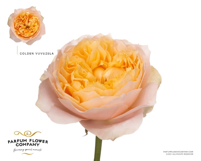 <h4>Rosa Garden Vuvuzela Golden</h4>