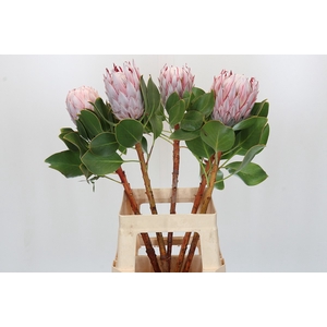 Protea Cynaroides